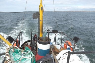 Более 370 тысяч тонн белорыбицы выловили рыбаки Камчатки в ходе Охотоморской минтаевой путины 0