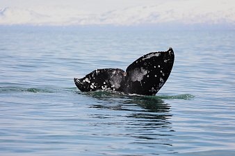 В Камчатском каталоге 180 особей серых китов 2