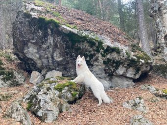 Поисковый пес Лелик с Камчатки аттестовался на горно-лавинную специализацию 11