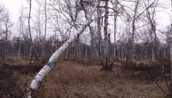 Сотрудники Мильковского лесничества на Камчатке проверят 40 гектаров вырубленных площадей
