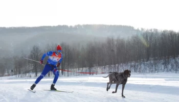 В Елизове прошли соревнования по снежным дисциплинам ездового спорта