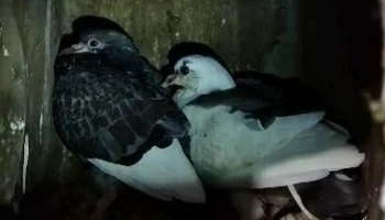 На Камчатке спасатели выпустили голубей из «плена»
