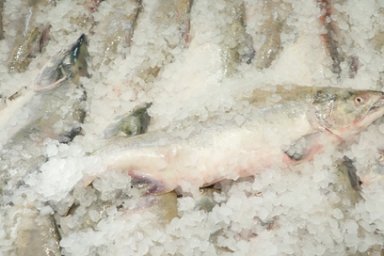 Около 360 тонн рыбопродукции смогли купить жители края в рамках проекта «Камчатская рыба» в 2023 году 0