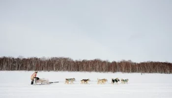 Определены официальные даты старта гонки на собачьих упряжках «Берингия» на Камчатке