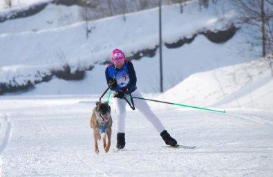 В Елизове прошли соревнования по снежным дисциплинам ездового спорта 9