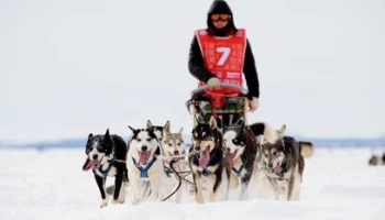 Заявки на участие в Камчатской гонке на собачьих упряжках «Берингия» принимаются до 18.00 часов 31 декабря 2023 года
