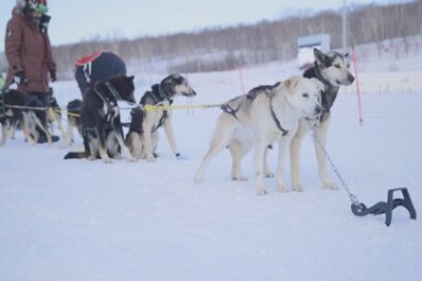 Каюры из России преодолеют "Вулканы Камчатки" 1