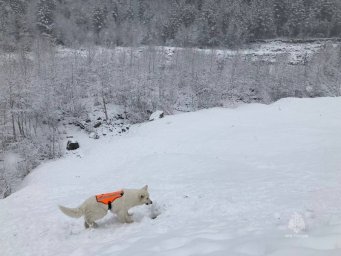 Поисковый пес Лелик с Камчатки аттестовался на горно-лавинную специализацию 6