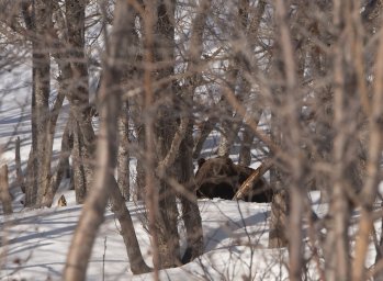 Первого пробудившегося от зимнего сна медведя встретили в Кроноцком заповеднике на Камчатке 2