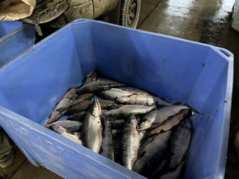 Полицейские на Камчатке задержали пятерых подозреваемых в незаконном вылове красной рыбы 2