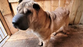 115 собак нашли новых хозяев в столице Камчатки