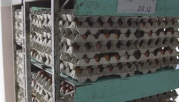 Производительность яйца на Камчатке вырастет до 200 тысяч штук в сутки