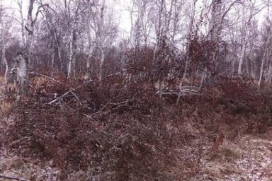 Сотрудники Мильковского лесничества на Камчатке проверят 40 гектаров вырубленных площадей 0