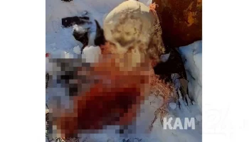 Останки человека обнаружили в Петропавловске-Камчатском