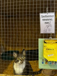 На Камчатке приюту «Котофеево» передали помощь от депутатов 5
