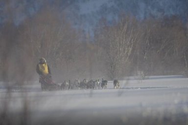 Каюры прошли первые два этапа камчатской традиционной гонки на собачьих упряжках «Берингия - 2023 2