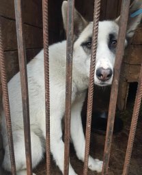 102 собаки обрели новых хозяев в столице Камчатки 2