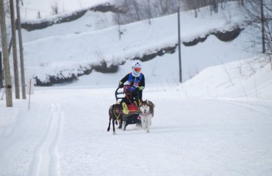 В Елизове прошли соревнования по снежным дисциплинам ездового спорта 3
