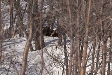 Первого пробудившегося от зимнего сна медведя встретили в Кроноцком заповеднике на Камчатке 0