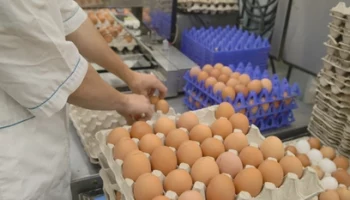 Прямая линия Путина: Цены на яйцо на Камчатке не поднимаются более года