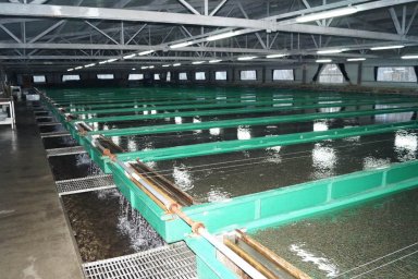 На Камчатке база отдыха «Озерки» может оказывать негативное воздействие на водные объекты вблизи рыборазводного завода «Кеткино» 2