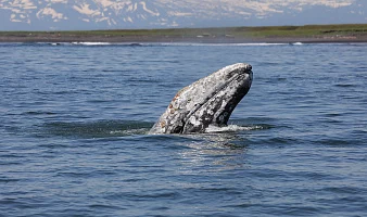 В Камчатском каталоге 180 особей серых китов