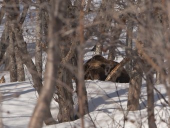 Первого пробудившегося от зимнего сна медведя встретили в Кроноцком заповеднике на Камчатке 1