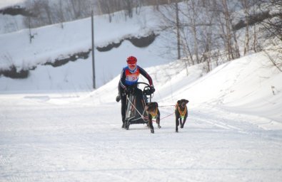 В Елизове прошли соревнования по снежным дисциплинам ездового спорта 4