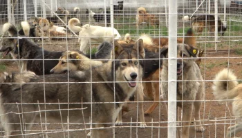 На Камчатке создадут реестр бездомных животных