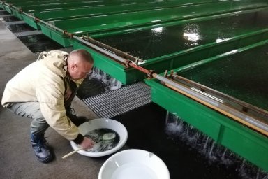 На Камчатке база отдыха «Озерки» может оказывать негативное воздействие на водные объекты вблизи рыборазводного завода «Кеткино» 0