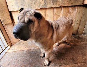 115 собак нашли новых хозяев в столице Камчатки 1
