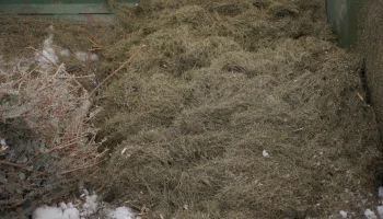 Более 100 елей сдали жители Камчатки в рамках экологической акции «Елки в деле»