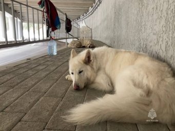 Поисковый пес Лелик с Камчатки аттестовался на горно-лавинную специализацию 10