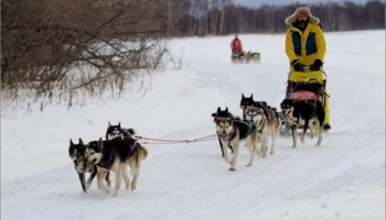 17 каюров будут принимать участие в гонке на собачьих упряжках «Берингия»