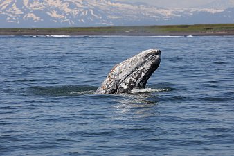В Камчатском каталоге 180 особей серых китов 3