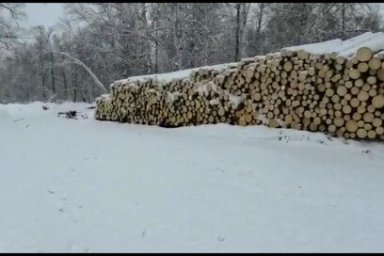 В лесничествах Камчатки ведутся зимние мероприятия по охране лесов и лесовосстановлению 3