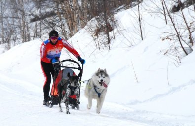 В Елизове прошли соревнования по снежным дисциплинам ездового спорта 7