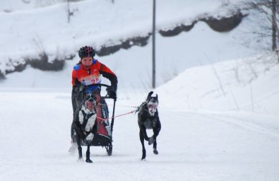 В Елизове прошли соревнования по снежным дисциплинам ездового спорта 5