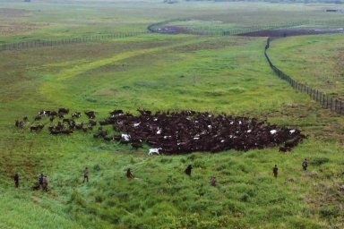 На Камчатке хотят упростить правила хранения оружия в оленеводческих хозяйствах 1