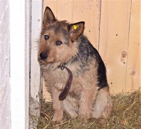 115 собак нашли новых хозяев в столице Камчатки 2