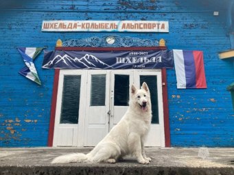 Поисковый пес Лелик с Камчатки аттестовался на горно-лавинную специализацию 9