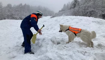 Поисковый пес Лелик с Камчатки аттестовался на горно-лавинную специализацию