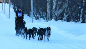 Чемпионат и Первенство Камчатского края по снежным дисциплинам ездового спорта прошли на Лесной