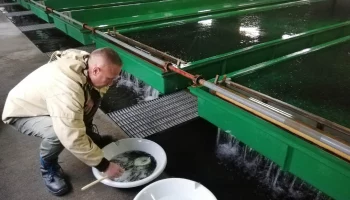 На Камчатке база отдыха «Озерки» может оказывать негативное воздействие на водные объекты вблизи рыборазводного завода «Кеткино»