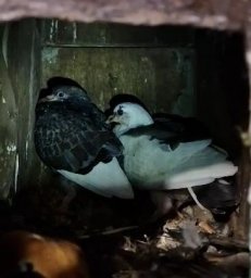 На Камчатке спасатели выпустили голубей из «плена» 0