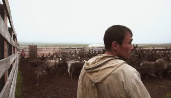 На Камчатке хотят упростить правила хранения оружия в оленеводческих хозяйствах