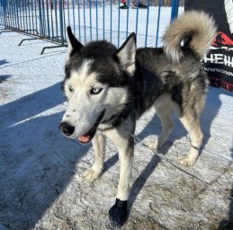 В день защитника Отечества в столице Камчатки прошел фестиваль «Снежный путь – 2024» 10