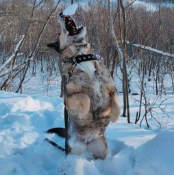 102 собаки обрели новых хозяев в столице Камчатки 3