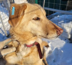 102 собаки обрели новых хозяев в столице Камчатки 1