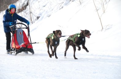 В Елизове прошли соревнования по снежным дисциплинам ездового спорта 2